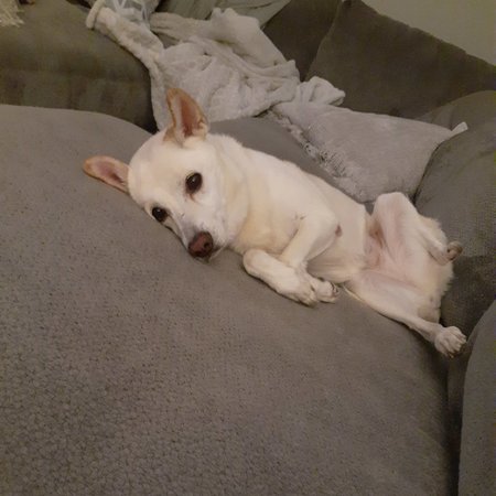 Looking For A Pet Sitter For 1 Dog, 1 Cat In Rockaway