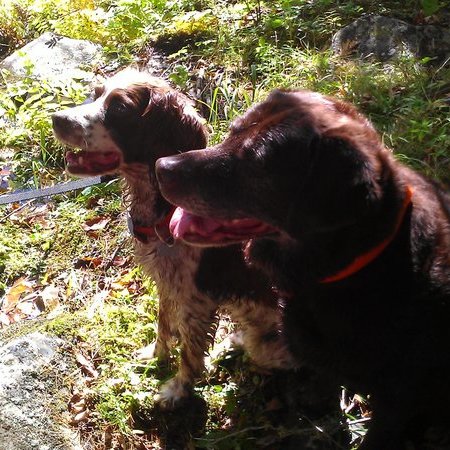 Walker Needed For 2 Dogs In Wiscasset