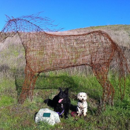 Housekeeper & Dog Walker