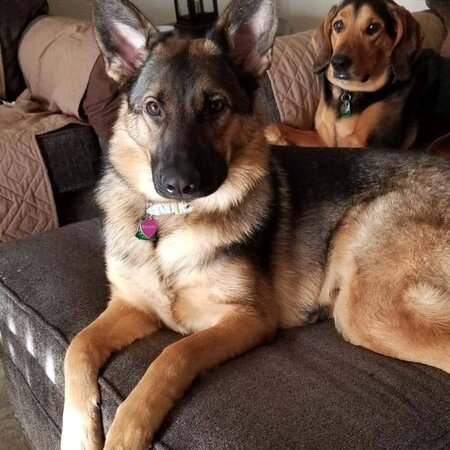 Looking For A Pet Sitter For 2 Dogs In Menifee